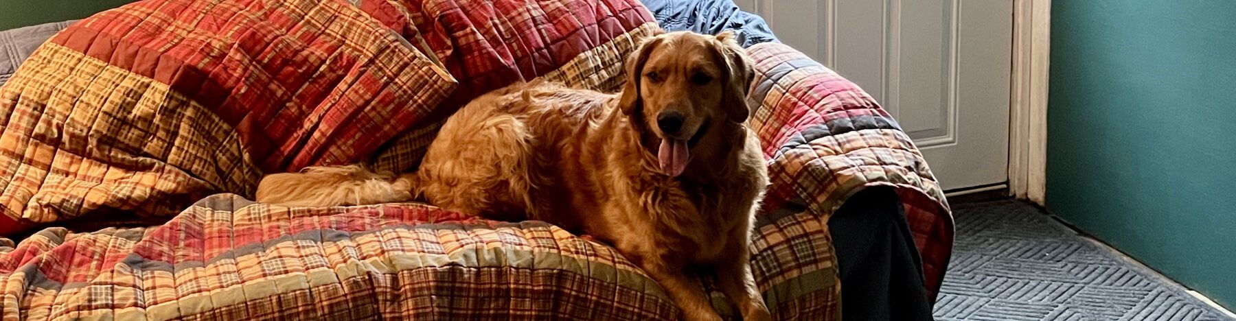 Dogs Playing at the Bark and Call Inn