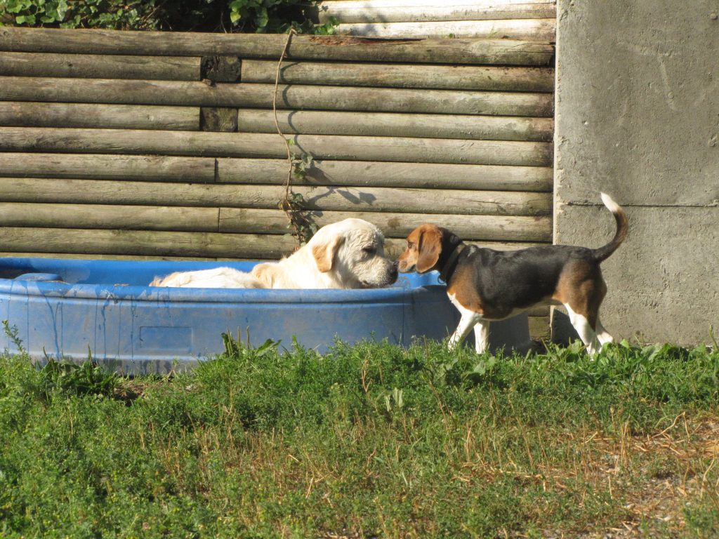 two dogs meeting