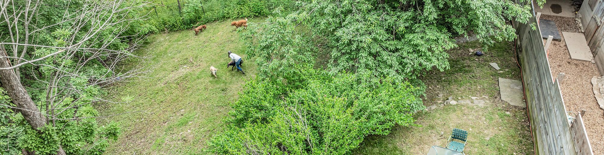 Dogs Playing at the Bark and Call Inn